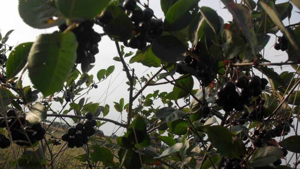 Aronia przetrwa i daje owoce w dowolnych warunkach