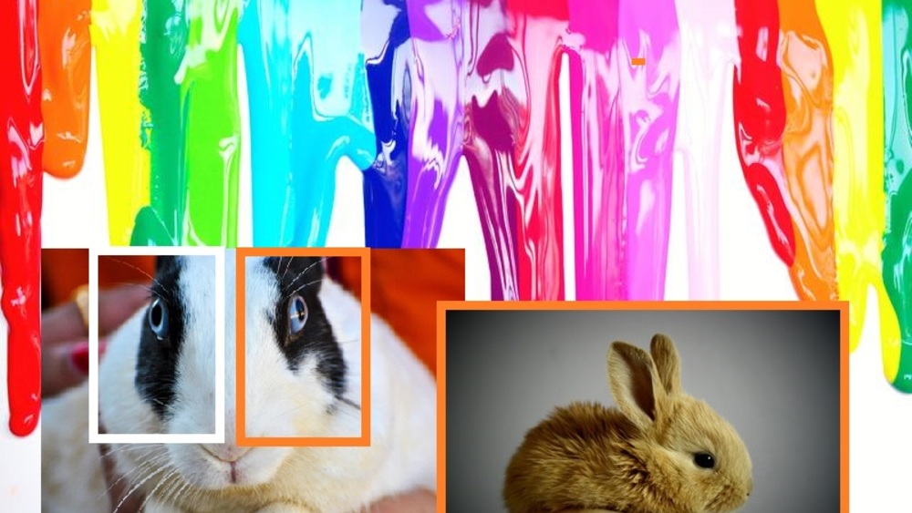 Króliki zakładnikami LGBT – w tle nagonka na kobiety ciężarne, dzieci oraz tradycyjny model rodziny