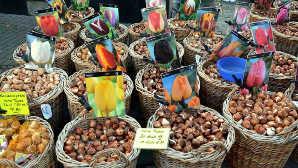 Do sadzenia wybieramy tylko cebulki zdrowe, bez widocznych oznak chorobowych i uszkodzeń