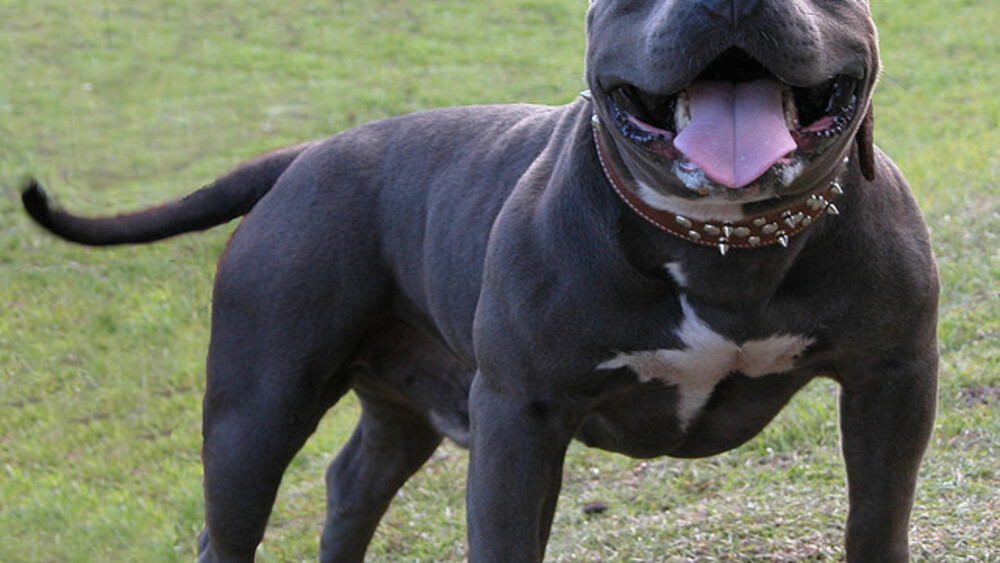 American Bully