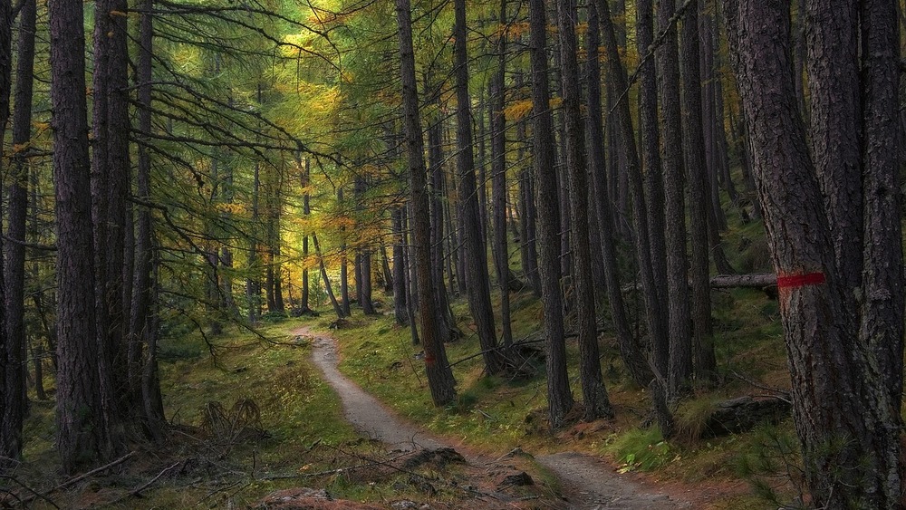 Zdjęcie ilustracyjne.