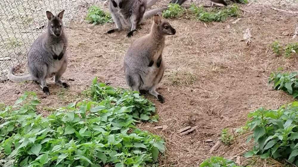 kangury mini ZOO w Lubsku