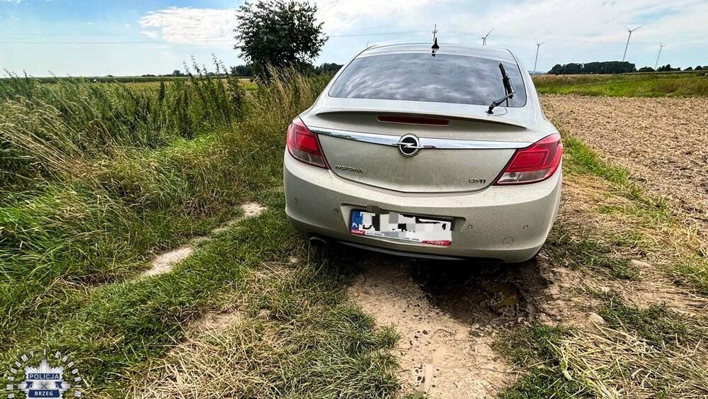 uciekł w pole kukurydzy