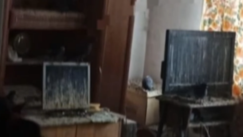 gołębie w mieszkaniu