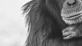 Jane Goodall nie żyje!