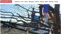 Dzieci uratowały drzewo przed wycięciem (FILM)