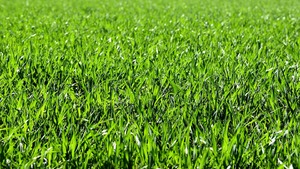 Roboty strzygą trawniki obok pałacu w Wilanowie