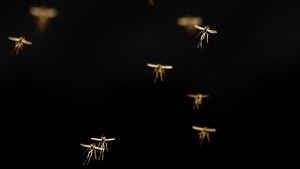 To chyba nie jest dobry pomysł. Na Florydzie wypuszczą 750 mln komarów GMO. Jest zgoda władz