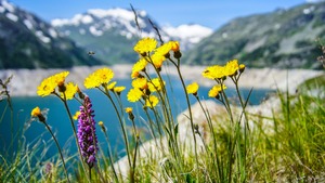 Ziołowy  patriotyzm