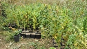 Ogromna plantacja marihuany znaleziona na posesji męża Hanny Gronkiewicz-Waltz