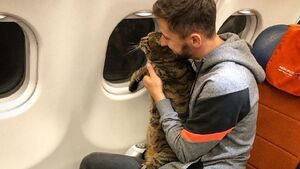Rosjanin przemycił grubego kota na pokład samolotu