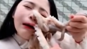 Popularność za wszelką cenę? Ośmiornica broni się przed zjedzeniem na żywo {WIDEO}