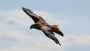 Gniazda orłów i... zjaw