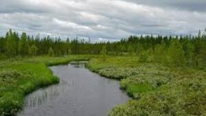 Chińczycy wycinają w pień rosyjskie lasy