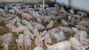 Specustawa łagodząca skutki ASF przyjęta przez Senat