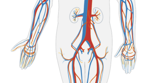 Chiny dostarczą ludziom organów z GMO