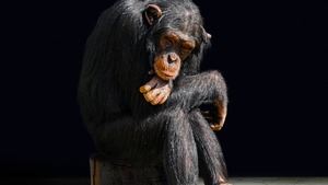 Dobór (nie)naturalny