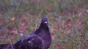Jak ratując latającego szczura zwanego gołębiem policjanci spowodowali wypadek 