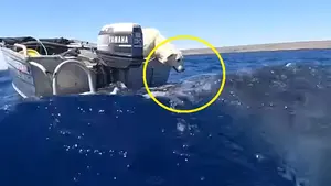 TO stało się hitem Internetu! Nie zgadniesz CO wychyliło się z oceanu [WIDEO]