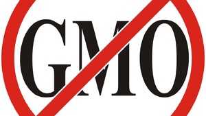 Amerykanie szykują wprowadzenie dzieci GMO
