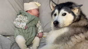 HIT! To nagranie odnotowało 7,5 miliona wyświetleń w TYDZIEŃ! Musisz je zobaczyć [WIDEO]