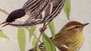 BLM bierze się za ptaki. W imię "sprawiedliwości rasowej" chcą zmienić im nazwy, bo kojarzą się z "systemowym uciskiem"