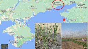 "Ukraińska bojowa szarańcza zaatakowała” Rosję. To kara boża za Mariupol? [WIDEO]