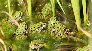 Nowa chora moda na Tik Toku. Szkodzi ludziom i środowisku (VIDEO)