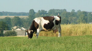 Penka - krowa, która podpadła Brukseli