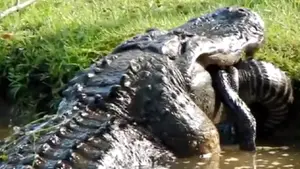 TO stało się hitem Internetu! Nagranie MROZI krew w żyłach [WIDEO]