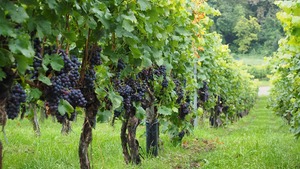 Problemy polskich winiarzy. Państwowy protekcjonizm kontra zdrowy rozsądek!