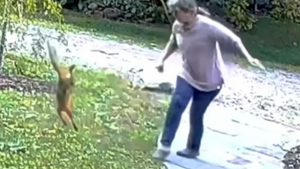  Zobacz niesamowitą walkę kobiety z wściekłym lisem (WIDEO)