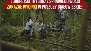 Trybunał Sprawiedliwości UE zakazuje dalszej wycinki w Puszczy Białowieskiej