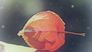 Giganci internetu blokują strony chrześcijańskie! M.in. za walkę z aborcją!