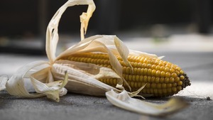 Sejm przyjął ustawę wprowadzającą do Polski tylnymi drzwiami uprawy roślin GMO