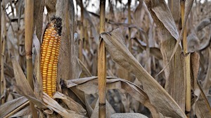 Atak na naturę, to atak na Boga - cz. II