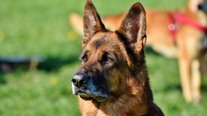 Kup sobie psa albo jeszcze lepiej dwa (na muzułmańskich bandytów)