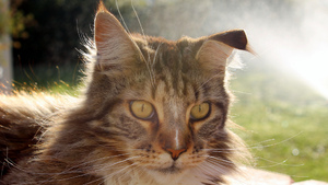 Francuska ministra nazwała kota Brexit, bo „miauczy, że chce wyjść, a potem siedzi w otwartych drzwiach i nie wychodzi”