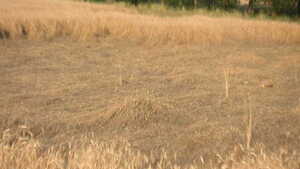 Litwa wprowadza stan wyjątkowy