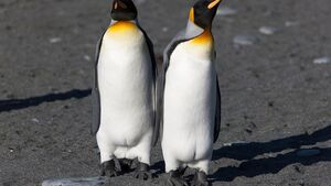 Ten świat już dawno zwariował -  o tym jak londyńskie zoo wspiera... homoseksualne pingwiny (FELIETON)