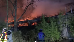 Fajerwerki wywołały pożar w zoo. Wszystkie małpy zginęły