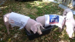 Od dziś wzrost pensji w administracji państwowej – o 100 procent! Program Koryto+ wprowadzany tylnymi drzwiami!