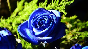 "Róża niebieska" po wojnie