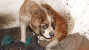 Patryk Jaki: Zero tolerancji dla zwyrodnialców