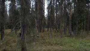 Przez pseudo ekologów Puszcza Białowieska zagrożona zagładą