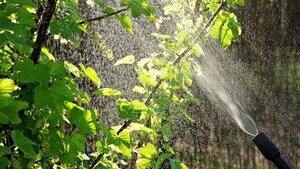 Bayer zapłaci 10,9 miliarda dolarów na zaspokojenie roszczeń z powodu raka wywołanego Roundupem