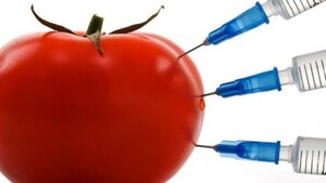 Posłowie zdecydowali o legalizacji stosowania GMO w produkcji żywności