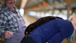 Ujawniamy! Ekolodzy i Rosjanie chcą zlikwidować polskie futra