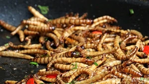 SZOK! Ekowariaci chcą żywić ludzkość INSEKTAMI! 