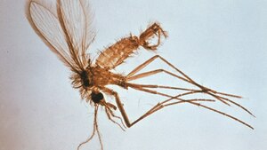 Komary GMO poza kontrolą